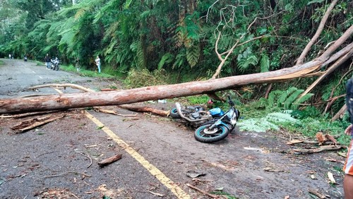 Pohon tumbang menewaskan ASN di Jalan Trans Flores, Manggarai Timur, NTT, Senin (9/3/2026) (Dok. Satlantas Polres Manggarai Timur)