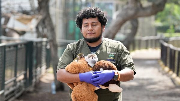 Bayi Monyet Friar Korban Perdagangan Satwa Dirawat di Kebun Binatang Lima