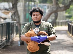 Bayi Monyet Friar Korban Perdagangan Satwa Dirawat di Kebun Binatang Lima