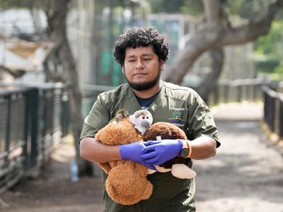 Bayi Monyet Friar Korban Perdagangan Satwa Dirawat di Kebun Binatang Lima