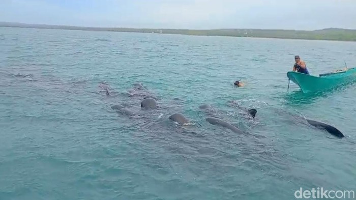 11 Paus Pilot Mati Terjebak Jaring Nelayan di NTT