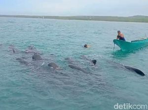 11 Paus Pilot Terjebak Jaring Nelayan di Rote Ndao Mati