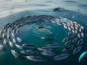 Ilmuwan Teliti Perilaku Aneh Lumba-lumba Bentuk Lingkaran di Tengah Laut