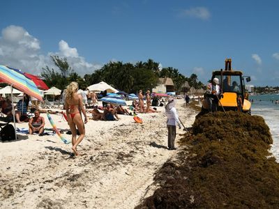 Pembersihan Sargassum di Pantai Playa del Carmen