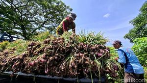 Harga Bawang Merah Turun, Petani Nganjuk Pilih Simpan Jadi Bibit