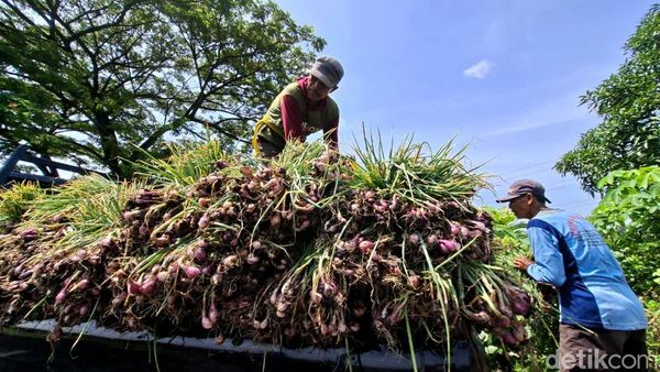 Harga Bawang Merah Turun, Petani Nganjuk Pilih Simpan Jadi Bibit