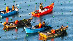 Petani Panen Rumput Laut Kelp di Ailun Bay Marine Ranch