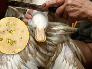 Dapat Harta Karun! Pria Ini Temukan Emas Rp 43 Juta di Dalam Perut Bebek