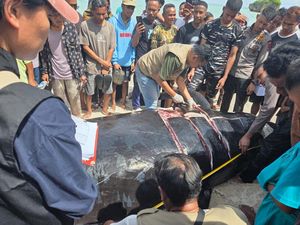 21 Paus Pilot Mati Setelah Terjebak Jaring di Rote Ndao