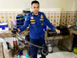 Teror King Kobra di Ciamis yang Bikin Bergidik