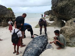 21 Paus Pilot Mati Terjebak Pukat Nelayan di Rote Ndao NTT Dinekropsi