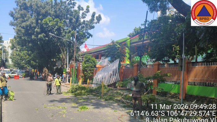 Poho tumbang di depan SMKN 3 Jakarta