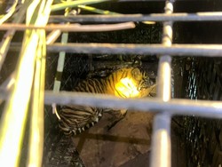 Anak Harimau di Riau yang Terperangkap Jebakan Diserahkan ke BKSDA