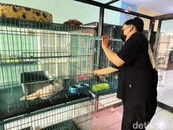 Kamar Hotel Khusus Anabul di Banyuwangi Mulai Penuh Jelang Idulfitri