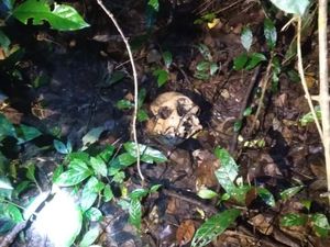 Warga OKU Temukan Tengkorak Kepala Manusia di Hutan
