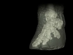 Hewan Besar Ini Ternyata Jalannya Jinjit, Kok Bisa?