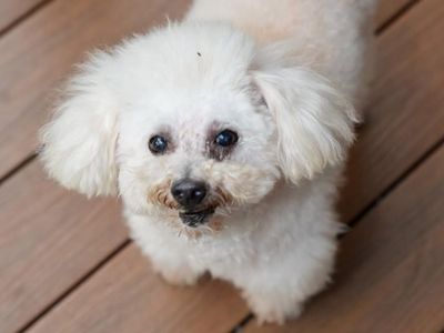 Maia Estianty Berduka Penjaga Rumahnya yang Paling Setia Mati