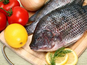5 Fakta Ikan Nila, Ikan Air Tawar Berdaging Tebal dan Kaya Protein