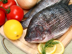 5 Fakta Ikan Nila, Ikan Air Tawar Berdaging Tebal dan Kaya Protein
