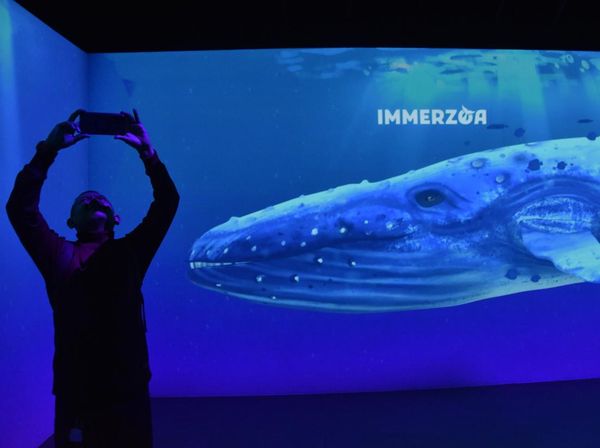 Museum Zoologi Bogor Hadirkan Ruang Imersif Dunia Satwa