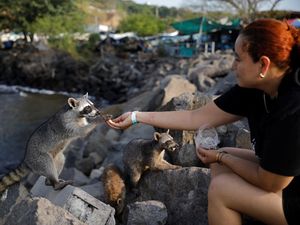 Rakun Liar Jadi Daya Tarik Wisata di Dermaga Nelayan Acajutla