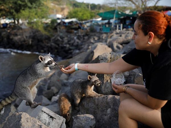 Rakun Liar Jadi Daya Tarik Wisata di Dermaga Nelayan Acajutla