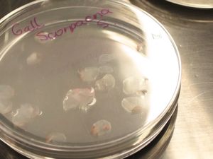 Video: Peneliti Asal Spanyol Kembangkan Kornea Mata Buatan dari Ikan Mas