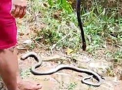 Kronologi Ibu di Sinjai Digigit Ular Kobra Saat Antar Anak Mengaji