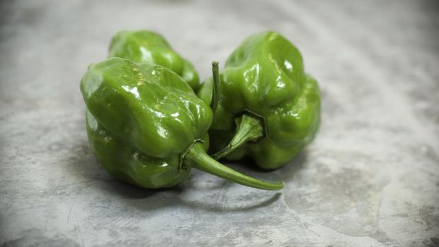 Three green Habanero peppers sit atop a rustic aluminum surface; shallow depth of field