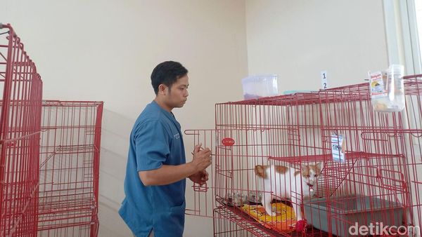 Foto: Jelang Lebaran Warga Surabaya Ramai Titipkan Kucing di Puskeswan