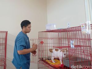 Foto: Jelang Lebaran Warga Surabaya Ramai Titipkan Kucing di Puskeswan