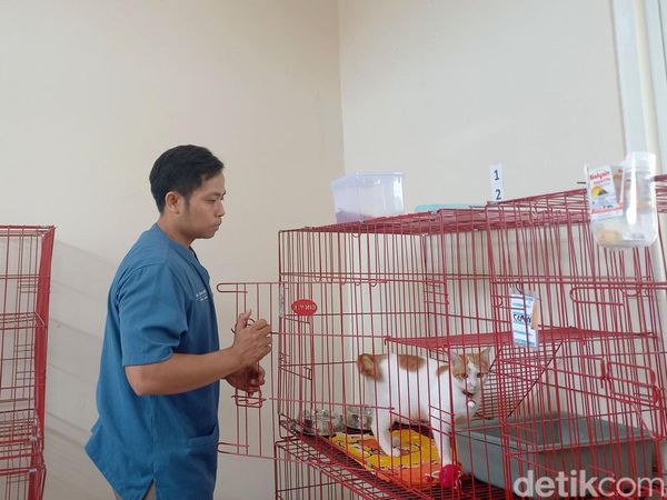 Foto: Jelang Lebaran Warga Surabaya Ramai Titipkan Kucing di Puskeswan