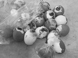 30 Telur Menu MBG SDN 5 Semuntai Busuk, Kepsek Panggil Pengelola SPPG