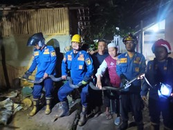 King Kobra 4 Meter Muncul di Pot Rumah, Warga Bogor Panggil Damkar