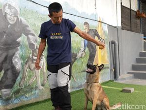 Melihat Anjing-anjing Berlatih di Bali Elite K9