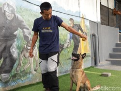 Melihat Anjing-anjing Berlatih di Bali Elite K9