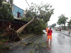 Hujan Angin Terjang Nganjuk, 16 Pohon Besar Tumbang di Sejumlah Titik