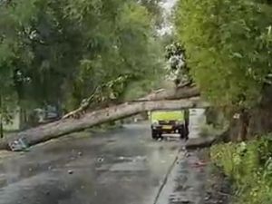 Pohon Tumbang Tutup Jalan Utama Tulungagung-Blitar