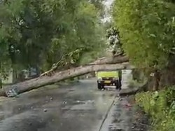 Pohon Tumbang Tutup Jalan Utama Tulungagung-Blitar