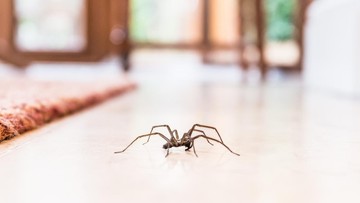 4 Cara Mengusir Laba-laba dari Rumah dengan Bahan Sederhana