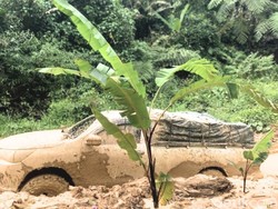 Kesal Jalan Provinsi Rusak Terus, Warga Krayan Tanam Pohon Pisang!