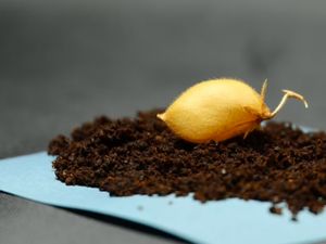 Kacang Arab Berpotensi Jadi Tanaman Pertama yang Tumbuh di Bulan