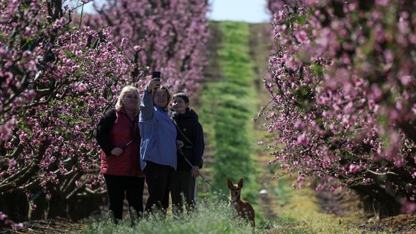 Mekarnya Bunga Persik Warnai Lanskap Musim Semi di Aitona
