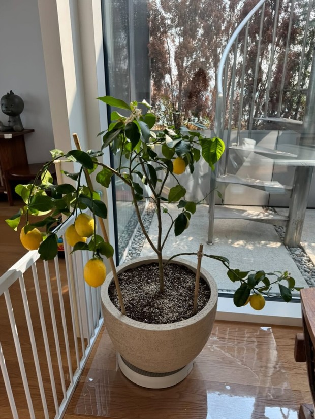 Potret tumbuhan segar di rumah Min Hyo Rin.