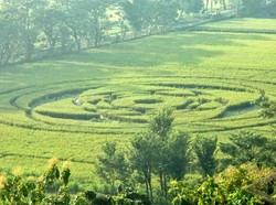 Fenomena Crop Circle di Sleman 2011, Bikin Gempar tapi Dipuji Sultan HB X