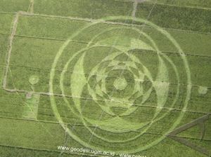 Misteri Kandungan Nikel di Batang Padi Crop Circle Sleman 2011