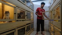 Hotel Kucing di Semarang Laris Jelang Lebaran 2026