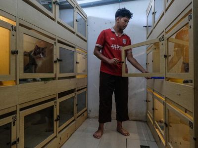 Hotel Kucing di Semarang Laris Jelang Lebaran 2026