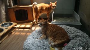 Hotel Kucing Kebanjiran Order Jelang Lebaran, Penuh hingga Akhir Maret