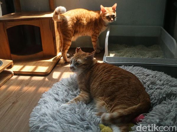 Hotel Kucing Kebanjiran Order Jelang Lebaran, Penuh hingga Akhir Maret